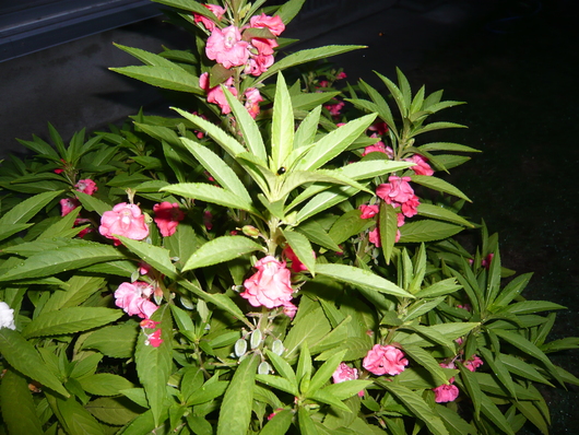 a0206332_91828100.jpg