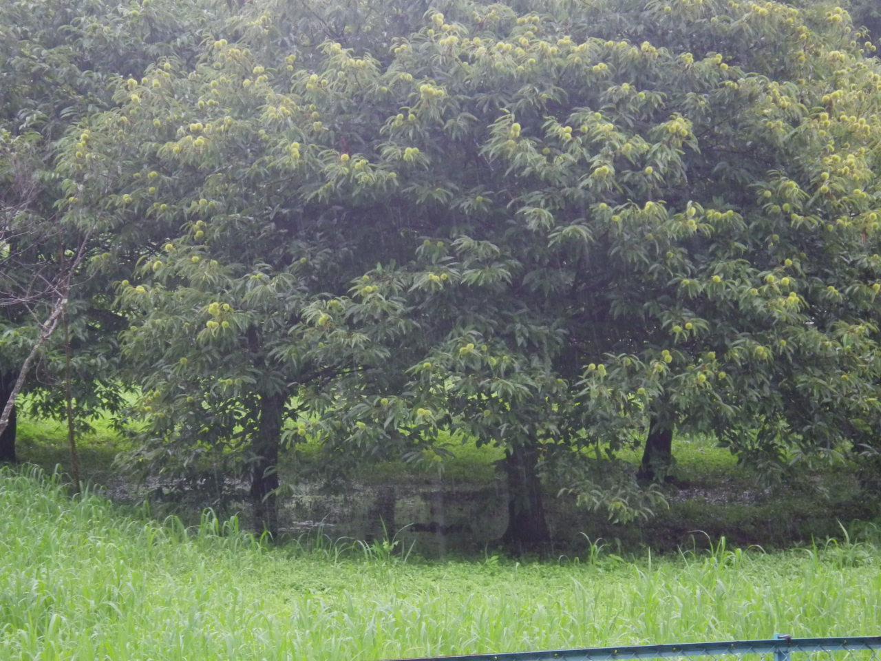 c0300035_9394339.jpg