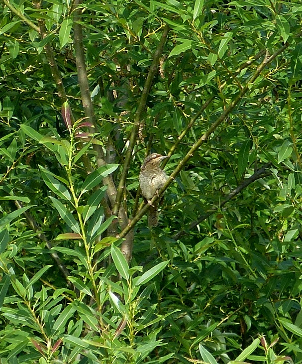 a0114742_17125399.jpg