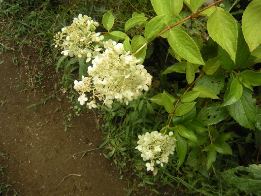 a0313956_1658559.jpg
