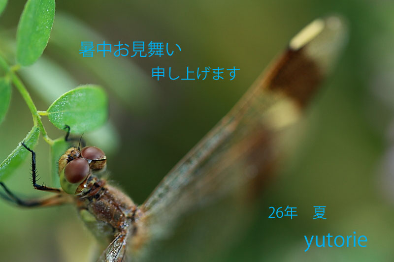 a0251508_2110792.jpg
