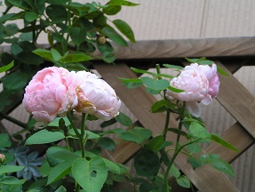 f0325309_16560527.jpg
