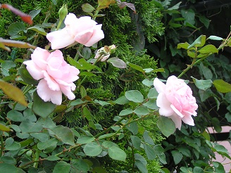 f0325309_16562295.jpg