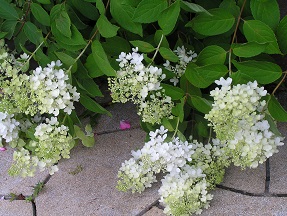 f0325309_17012843.jpg