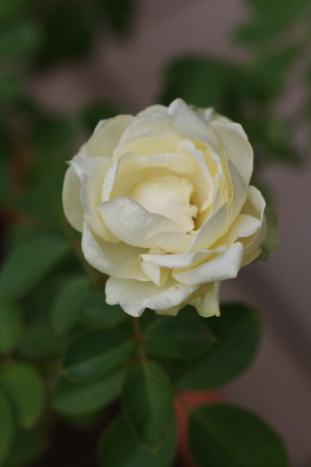 e0021328_0432375.jpg