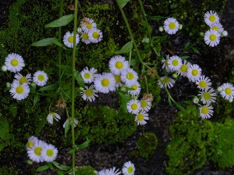 b0281732_7454293.jpg