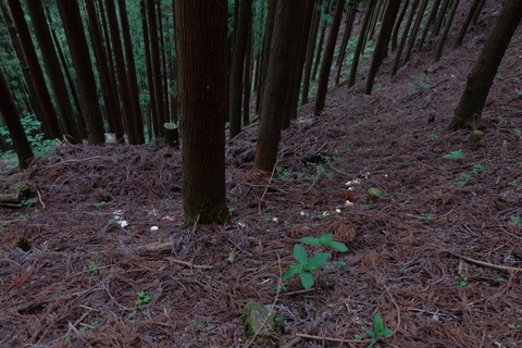 b0281732_7533986.jpg