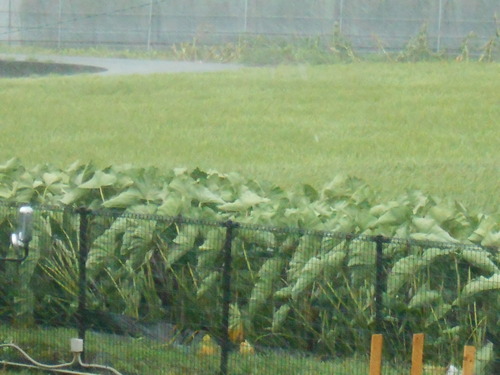 a0124543_1111321.jpg