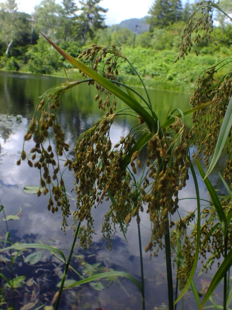 e0145782_17452812.jpg