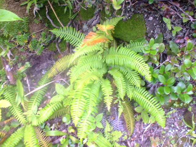 e0145782_17545395.jpg