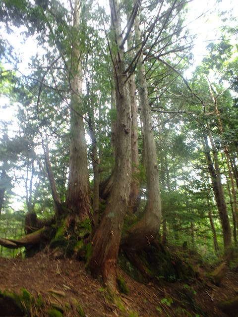 e0145782_17565769.jpg