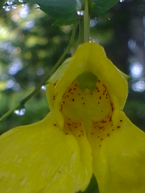 e0145782_6182778.jpg