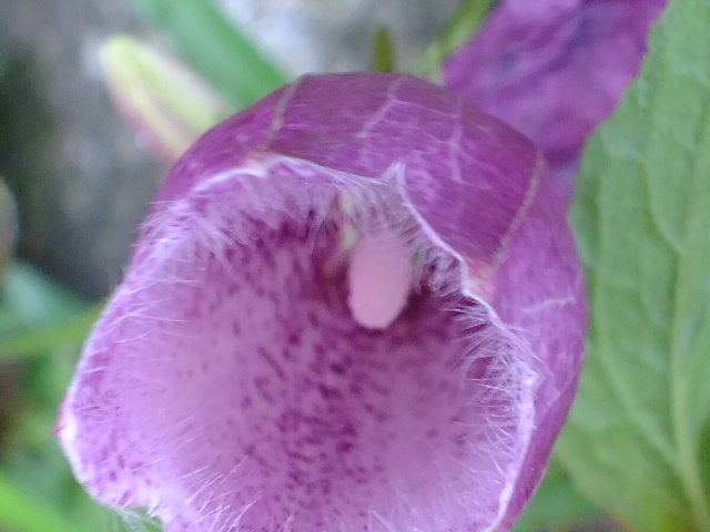 e0145782_6243937.jpg