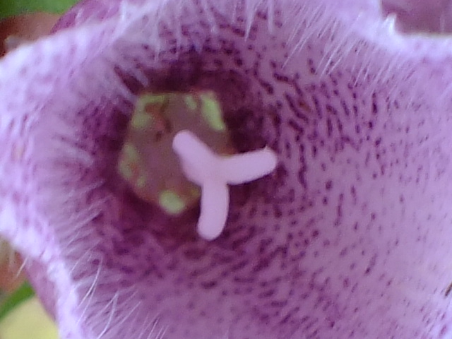 e0145782_6251816.jpg