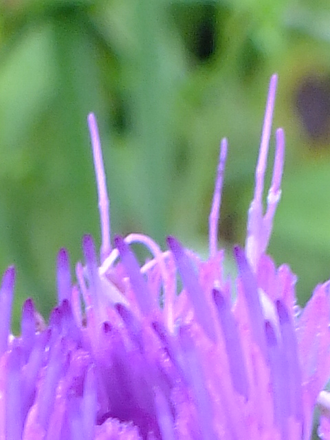 e0145782_6283065.jpg