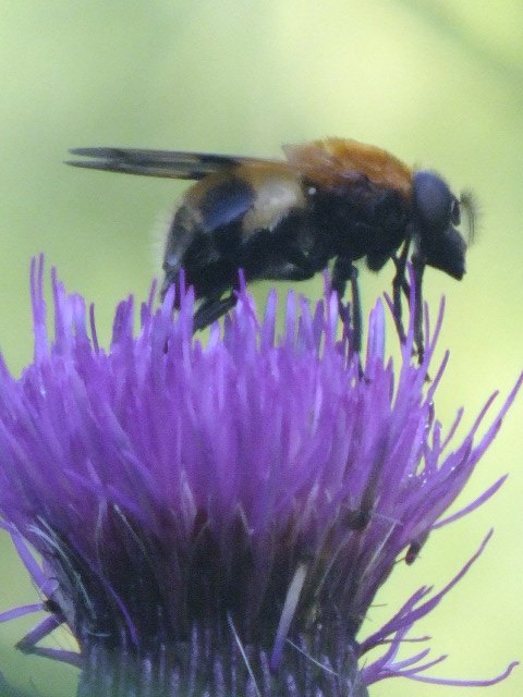 e0145782_629047.jpg