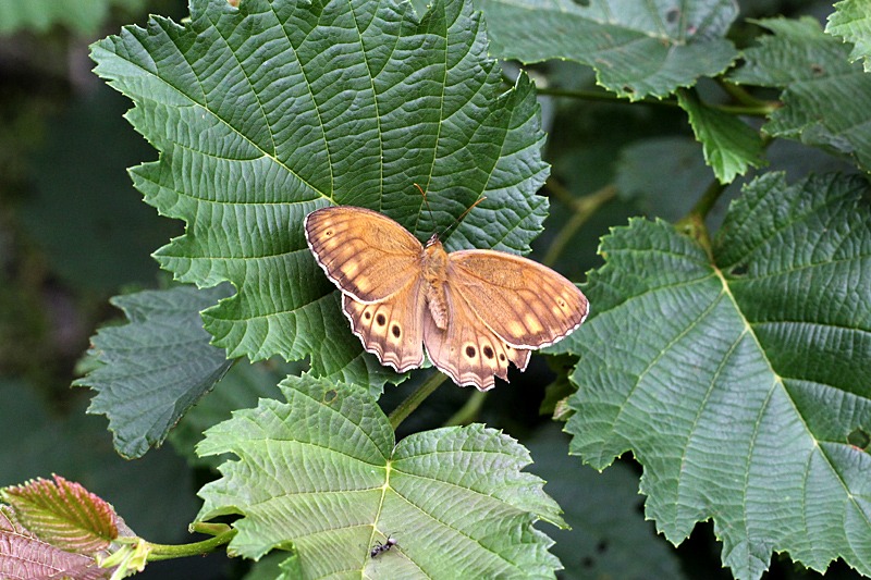 b0194593_17202878.jpg