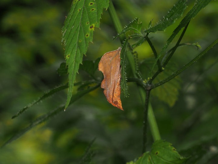 b0194593_8401272.jpg