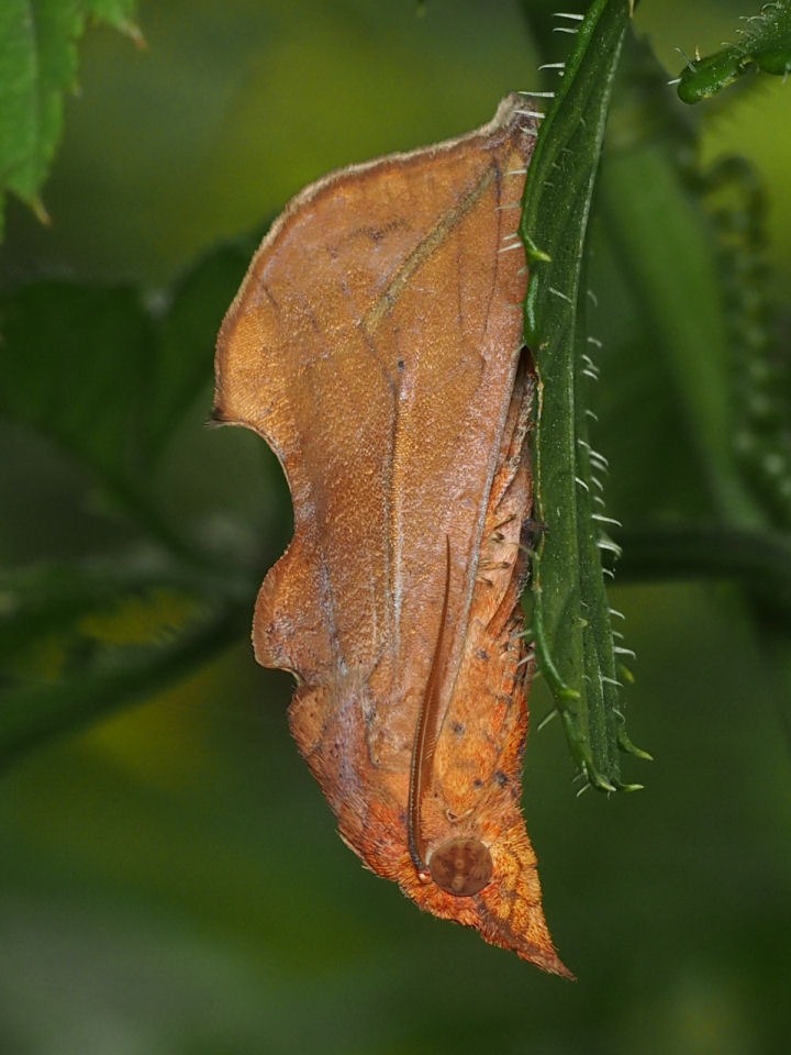 b0194593_8403285.jpg