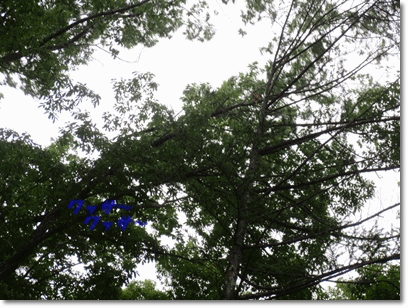 b0167519_931789.gif