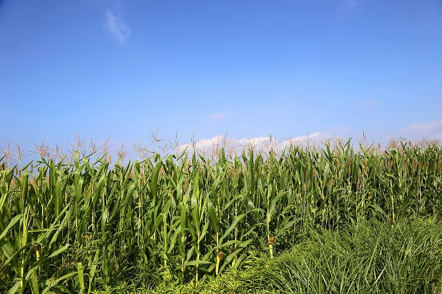 a0242438_1822148.jpg
