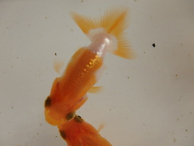 f0334143_7563464.jpg