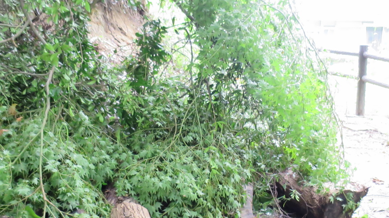 e0024081_20324768.jpg