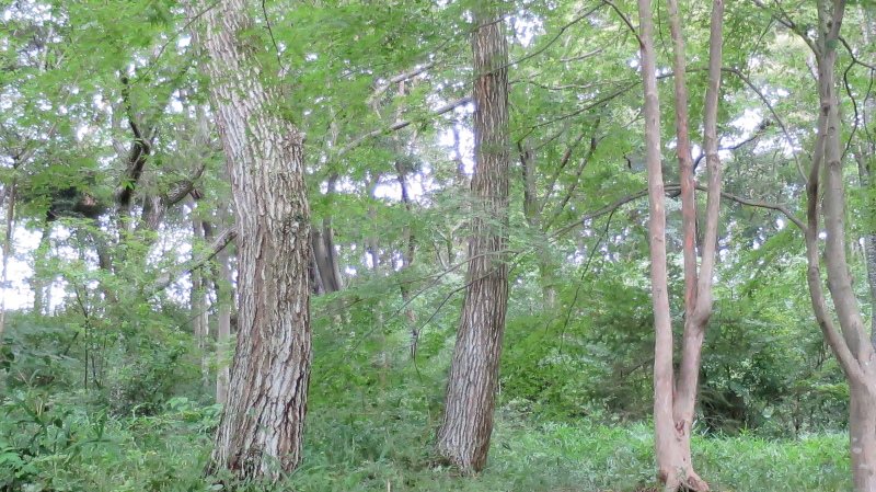 e0024081_20420880.jpg