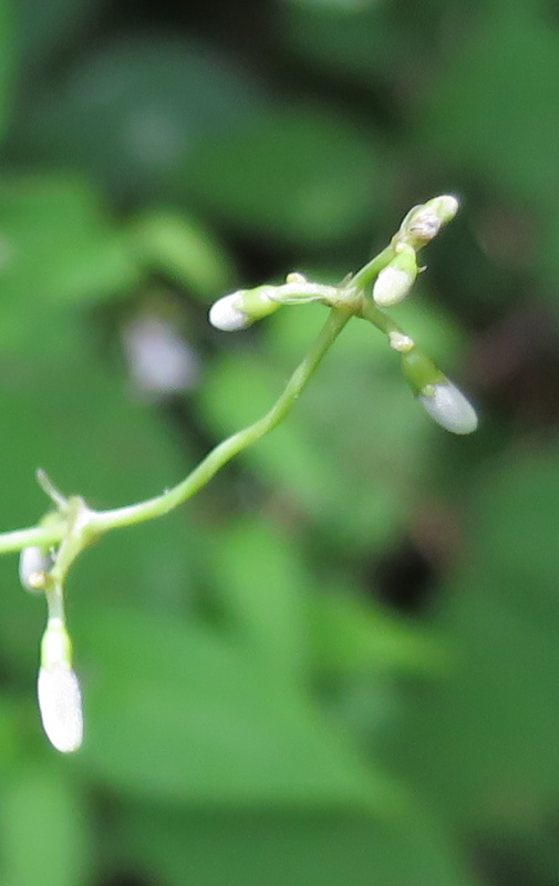 e0024081_20450840.jpg