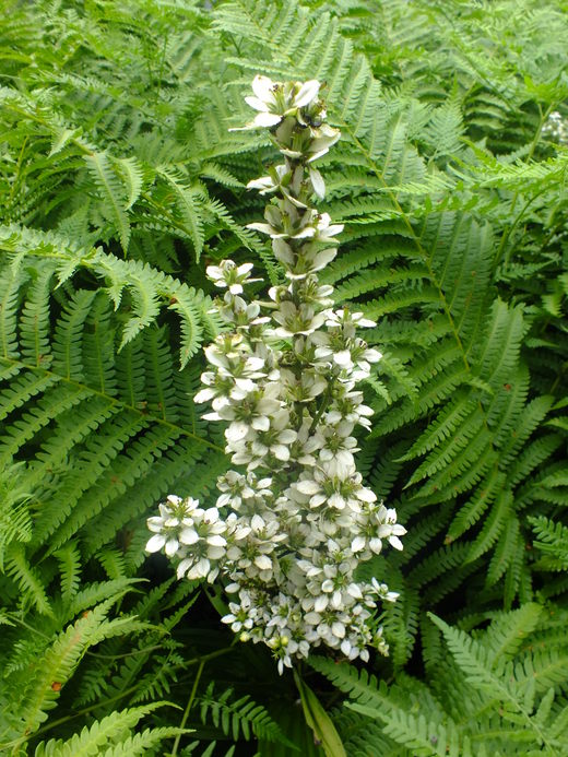 e0145782_5211496.jpg