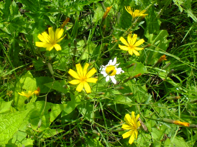 e0145782_52772.jpg