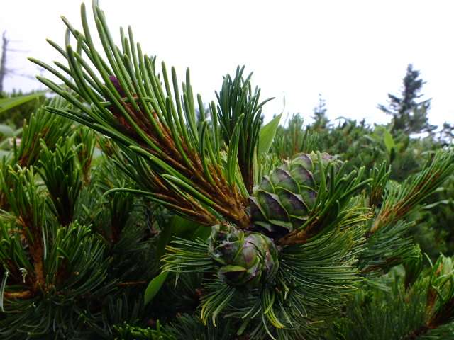 e0145782_603972.jpg