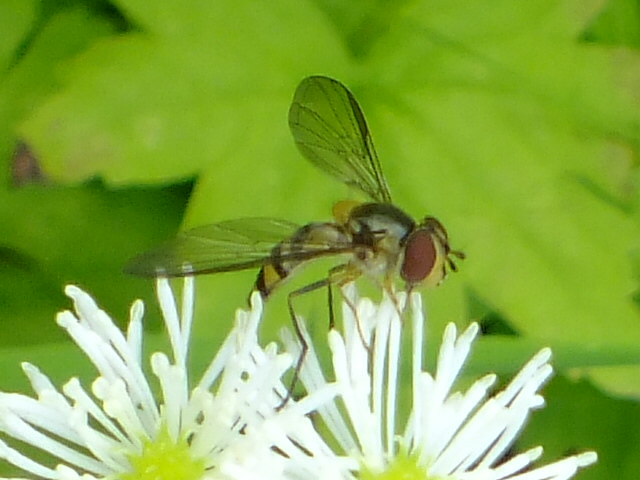 e0145782_665577.jpg