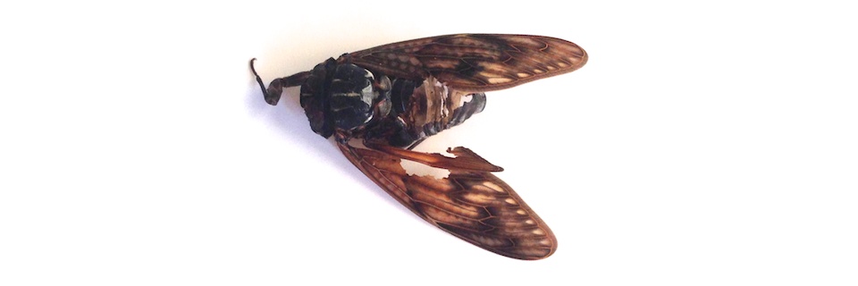 c0170789_15432887.jpg
