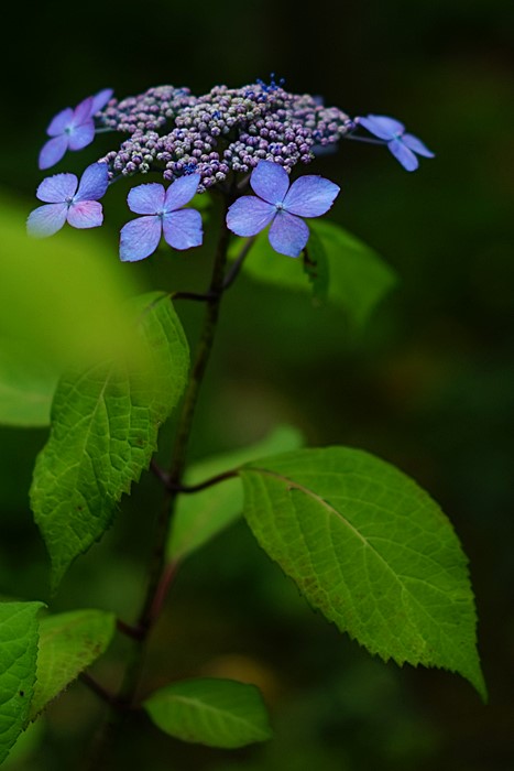 b0145398_21501326.jpg