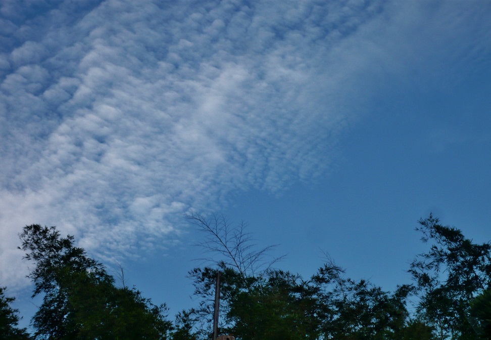 a0206332_828199.jpg