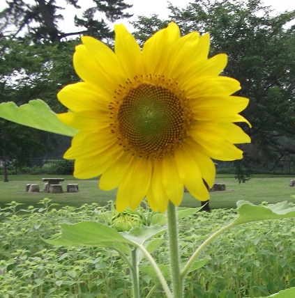 e0248844_11203600.jpg