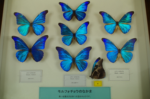 a0299749_21593460.jpg