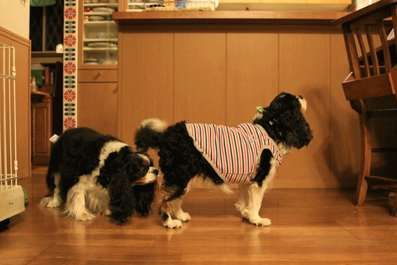 c0145250_1136429.gif