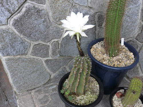 e0308080_15373548.jpg