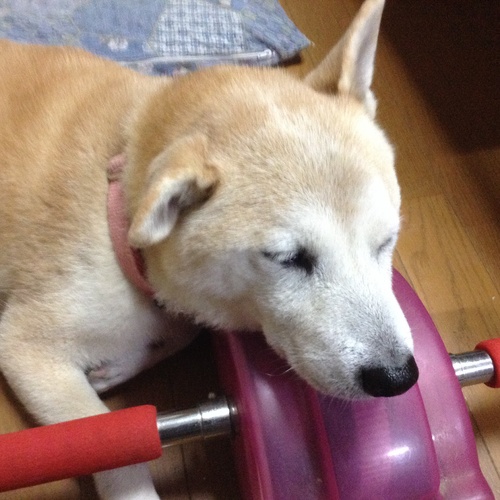 c0123890_20131232.jpg