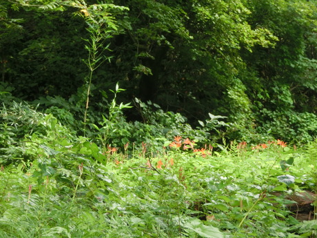a0203003_17304016.jpg