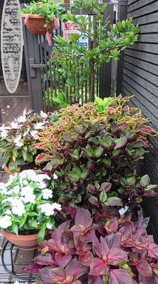 c0280322_23425855.jpg