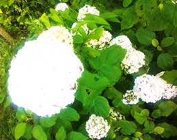 e0189225_151027.jpg