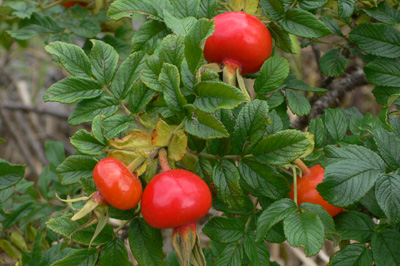 a0046429_8115164.jpg