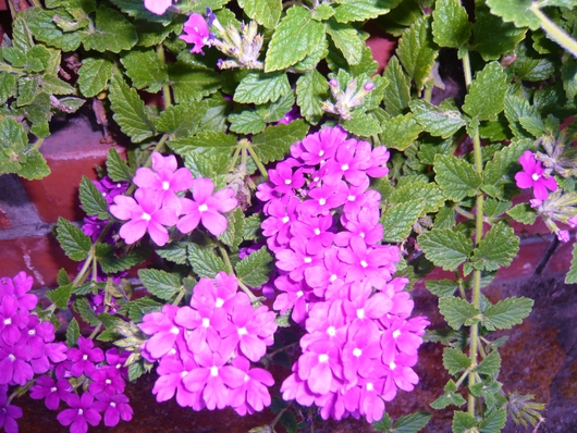 a0206332_12495135.jpg