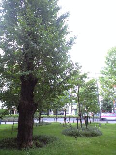 d0141735_2011051.jpg