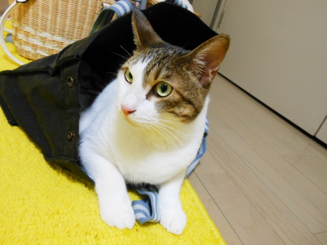 a0150353_261441.jpg