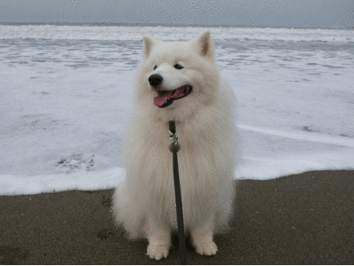 e0176159_1225918.gif