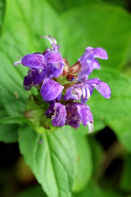 e0137200_2210310.jpg